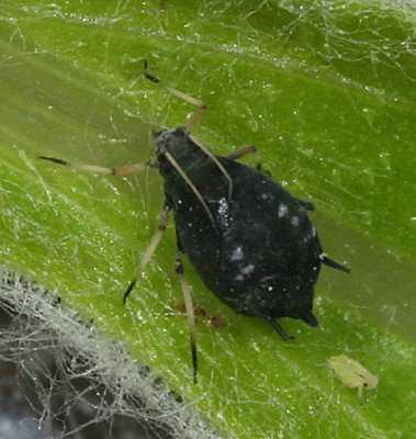 Genus Aphis