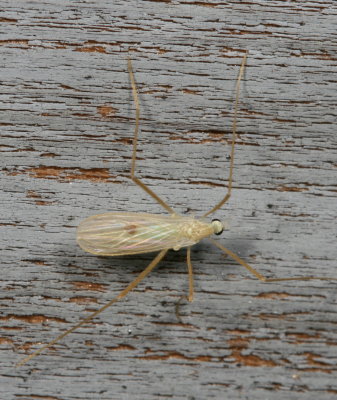 Genus Erioptera