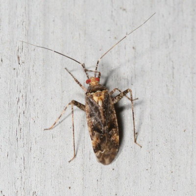 Genus Phytocoris