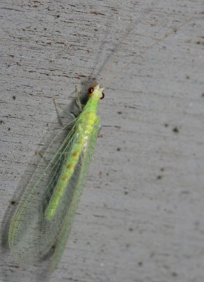 Chrysopa quadripunctata