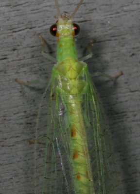 Chrysopa quadripunctata