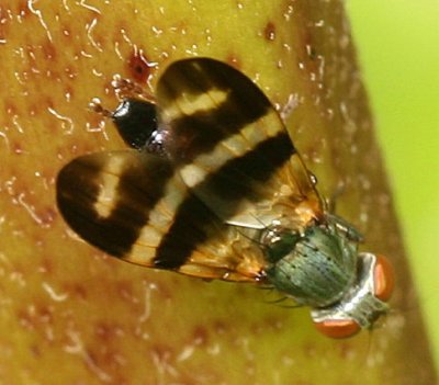 Chaetopsis massyla