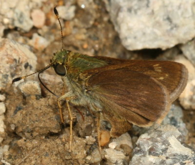 Little Glassywing