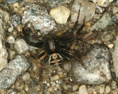 Xysticus fraternus