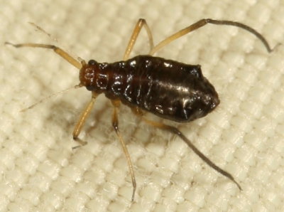 Genus Cinara