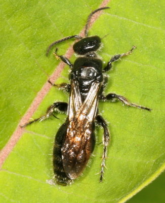 Genus Tiphia