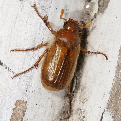 Amphimallon majale * European Chafer