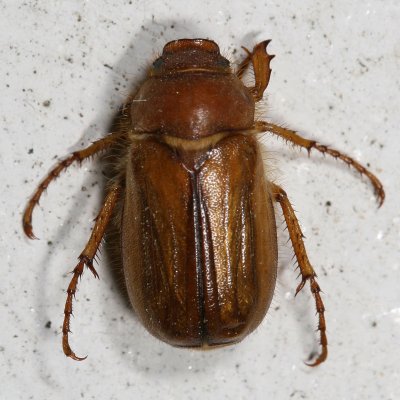Amphimallon majale * European Chafer