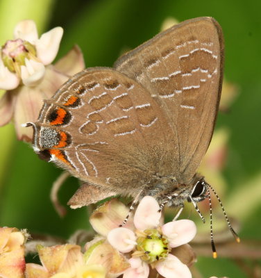 Striped Hairstreak