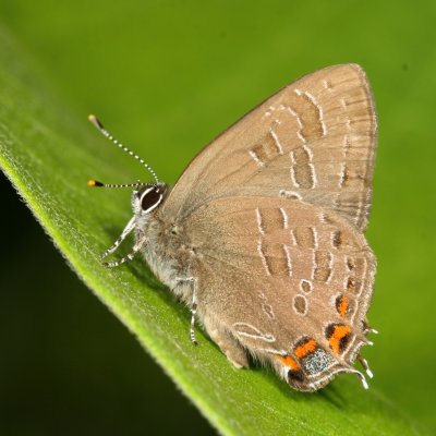 Striped Hairstreak