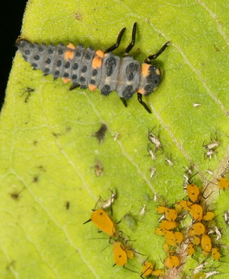 Hippodamia convergens  larva