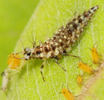 Chrysopa oculata larva