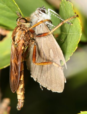 Asilus sericeus ♂