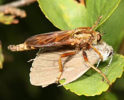 Asilus sericeus ♂