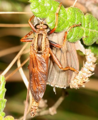 Asilus sericeus ♂