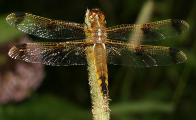 Painted Skimmer ♀