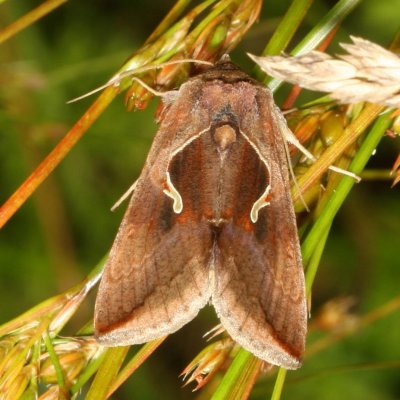Noctuidae - Plusiinae through Agaristinae Moths : 8880 - 9324