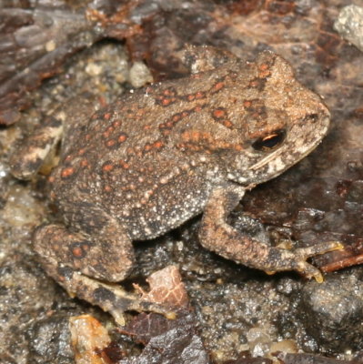 Fowler's Toadlet