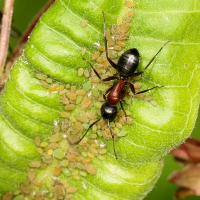 Camponotus * Carpenter Ants