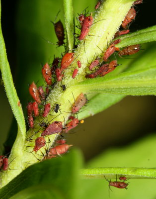 Genus Uroleucon