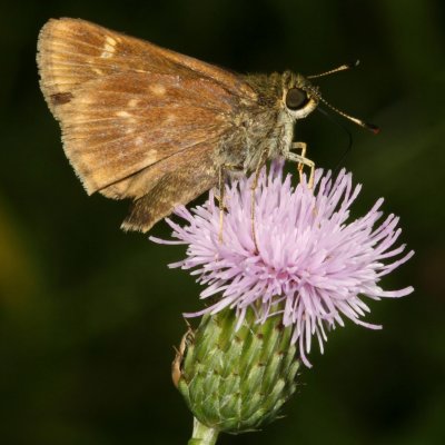 Little Glassywing