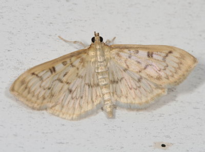 Hodges#5277.1 * Herpetogramma aquilonalis