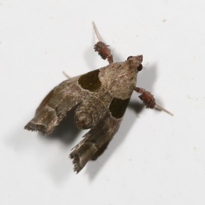 Hodges#5556 * Dimorphic Tosale Moth * Tosale oviplagalis
