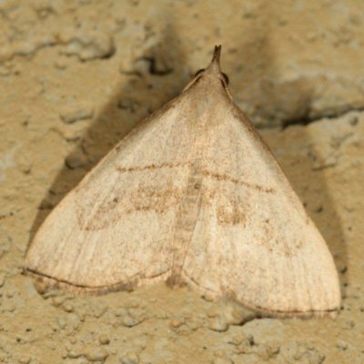 Hodges#8358 * Brown-lined Owlet Moth * Macrochilo litophora