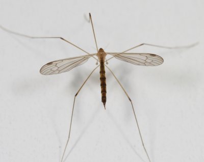 Genus Elephantomyia