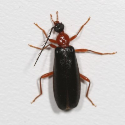 Dendroides canadensis ♀