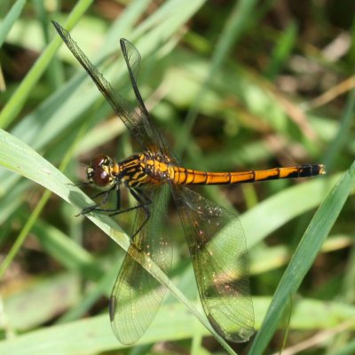Seaside Dragonlet ♀