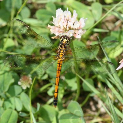 Seaside Dragonlet ♀