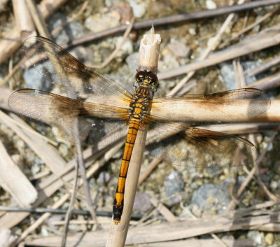 Seaside Dragonlet ♀