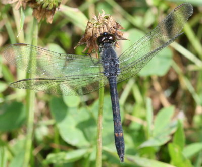 Seaside Dragonlet ♂