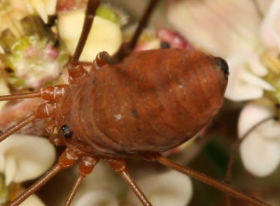 Leiobunum ventricosum