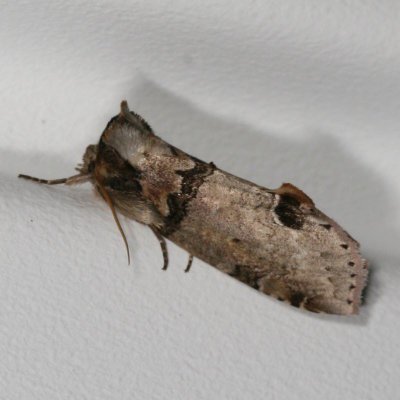Hodges#6237 * Tufted Thyatirid Moth * Pseudothyatira cymatophoroides