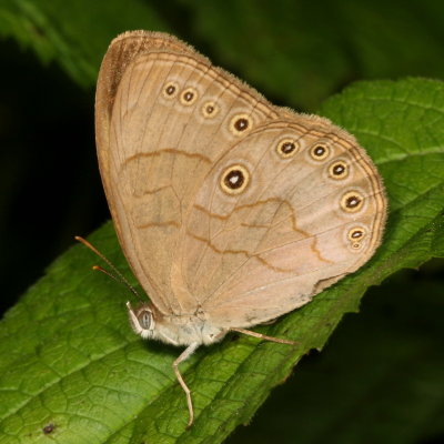 Appalachian Brown