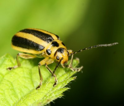 Trirhabda (Genus)