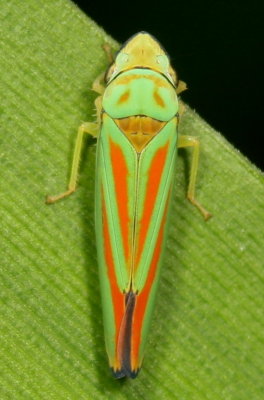 Graphocephala coccinea or fennahi