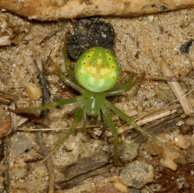 Sixspotted Orbweaver