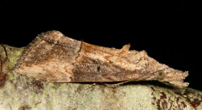 Hodges#8465 * Green Cloverworm Moth * Hypena scabra