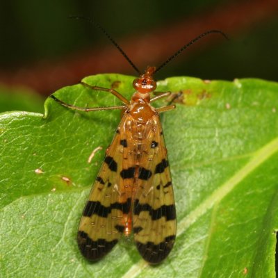Mecoptera : Scorpionflies, Hangingflies and Allies