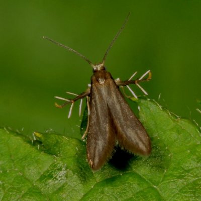 Hodges#2509 * Blackberry Skeletonizer * Schreckensteinia festaliella