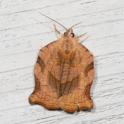 Hodges#3658 * Omnivorous Leafroller Moth * Archips purpurana