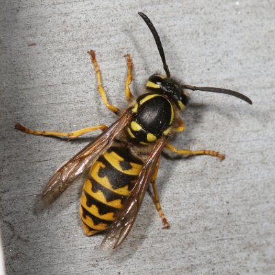 Vespula germanica