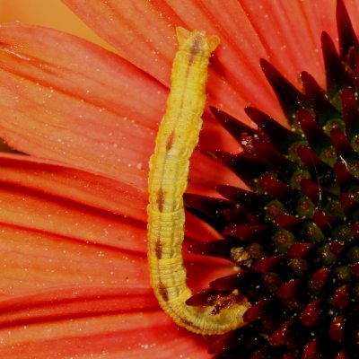 Pug moth (Eupitheciini)