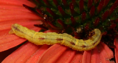Pug moth (Eupitheciini)