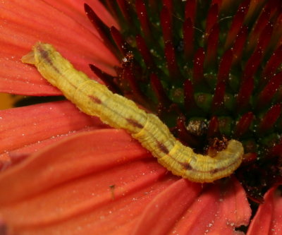 Pug moth (Eupitheciini)