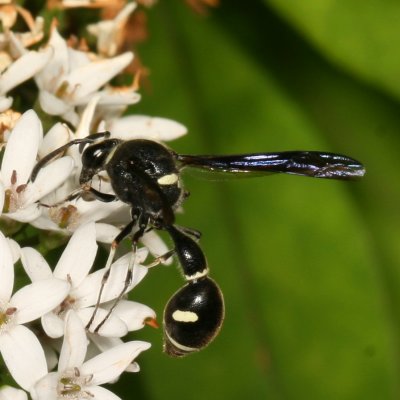 Eumenes fraternus ♀