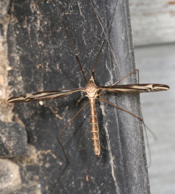 subgenus Yamatotipula